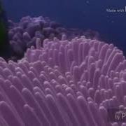 Barracuda Attack Effects Preview 2