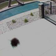 Bee Flying Into Camera