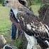 A Boy Walking In The Forest Saw An Eagle Perched On A Tree Trunk Part1 Short Art Fyp New Yt Op