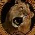 Metro Goldwyn Mayer 1995 Teaser