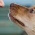A DOG S WAY HOME Official Trailer HD