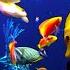 Stunning Aquarium The Best Relaxing Music SLEEP MUSIC HD 1080P