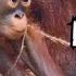 Spend The Day With Chester Zoos Baby Orangutan