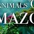 Animals Of Amazon 4K Animals That Call The Jungle Home Amazon Rainforest Scenic Relaxation Film