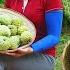 Harvesting Many Custard Apple Goes To The Market Sell Take Care Livestock Tiểu Vân Daily Life