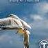 Precious Affliction To Be Free Original Mix Tecnomind Uplifting