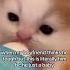 Hilarious Cat Moments That Will Make You ROFL Shorts Random Funny Cat Memes Funnyvideo