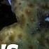 Sea Cucumber Fights With Guts Literally World S Weirdest
