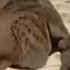 Lion Cubs Meet Their Father For The First Time Lions Spy In The Den BBC Earth