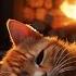 Watch This Video If You Can T Sleep Purring Cat And Crackling Fire For Relaxation And Sleep