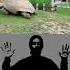 Giant Tortoise Bruno Power