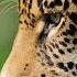 What Does A Jaguar Sound Like Wild Cat Sounds Animal Sounds