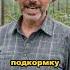 Чем подкормить помидоры в начале лета помидоры томаты огород сад дача