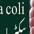 What Is Escherichia E Coli Bacteria Infection In Urdu E Coli Bacteria Kya Hota Hai