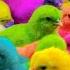 Ayam Lucu Ayam Warna Warni Ayam Rainbow Kelinci Lucu Bebek Lucu Ikan Koi Hewan Lucu