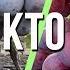 Сорт винограда Заря несветая против Подарок несветая Кто лучше