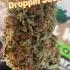 BC Bud Beasters Texas THCA Hemp