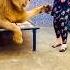 Lion Tiger Attitude Animals Funny Remix Music Song