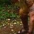 Running For Road Kill The Legend Of Mick Dodge