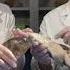 Best Dogfish Shark Dissection Part I External Jr High High School And College