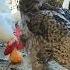 Backyard Chickens Coop Video Sounds Noises Long HD Hens Clucking Roosters Crowing