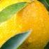 STOP KILLING YOUR MEYER LEMONS TREES RECOVERYMEYERLEMONS DAMAGEDMEYERLEMONS HEALTHYLEMONTREE