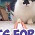 Cats Videos For Cats To Watch With Sound EPIC 3 HOURS Cats Playing Entertainment For Cats