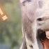 Donkey Sounds And Vocalizations