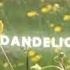 Dandelions Aesthetic Lyrics Edit Slowed RuthB