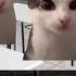 Бу испугался мем оригинал Cat кот