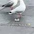 This Seagull Doesn T Have Feet