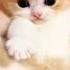 Cat Meowing Cat Sound Cute Cat Videos Shorts Cats