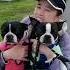 My Boston Terrier Babies Bostonterrier Tiktok