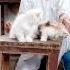 Cat Farming In India Persian Cat Farm Cattery