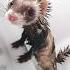 Ferrets Furry Mischievous Tornadoes