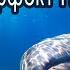 Звук Океана песни Дельфинов и Китов 432Гц 4d REAL Ocean Sound Dolphins Whales 432Hz 4d