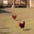 Nokia Lumia 925 Rooster Fight 1080p