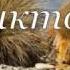 Алая роза Исполняет Виктор Королёв