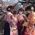 YOUNG JAPANESE WOMEN LOOKS SO GORGEOUS BEAUTIFUL WEARING KIMONO S UNDER THE SAKURA TREE