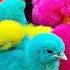 Ayam Lucu Ayam Warna Warni Ayam Rainbow Kelinci Lucu Bebek Lucu Ikan Koi Hewan Lucu 13