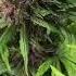 Cob Led Vs Cmh Purple Punch