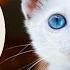 The Best 48 Fantasy Cat Names Petpress