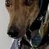 Couples Gives Rescued Racing Greyhound The Best Retirement Ever The Dodo