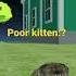 Sad Catsim