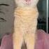 Nika Ate All My Fish Cat Cats