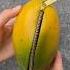 New Mangoes In Market With Jeep For Opening Fruit Satisfying Mangolover Mango Mangorecipe