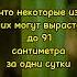Бамбук самое быстро растение интересно факты Fact секреты бамбук