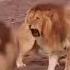 SHERLAR JANGI
