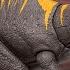 Jurassic World Rebirth Tail Thrasher Spinosaurus Unboxing Review JurassicWorldRebirth
