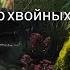 Прогулка по саду Обзор сада Редкие хвойные Декоративные травы Розы